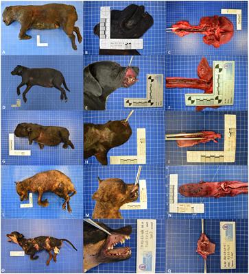 Pathological alterations and COHb evaluations as tools for investigating fire-related deaths in veterinary forensic pathology